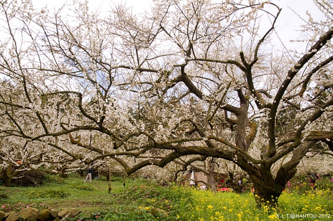 2012烏松崙去賞梅花-柳家梅園_102.jpg 2012烏松崙去賞梅花-柳家梅園_102.jpg