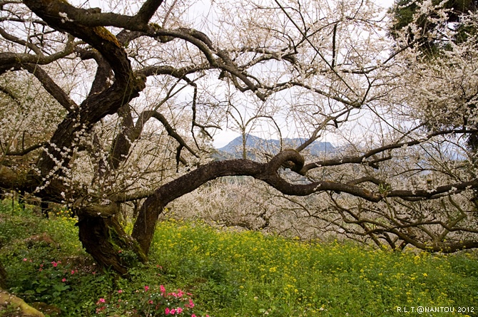 2012烏松崙去賞梅花-柳家梅園_106.jpg 2012烏松崙去賞梅花-柳家梅園_106.jpg