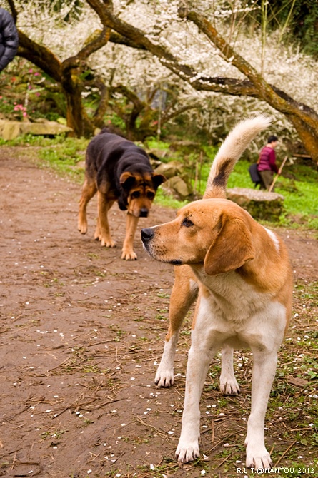 2012烏松崙去賞梅花-柳家梅園_108.jpg 2012烏松崙去賞梅花-柳家梅園_108.jpg