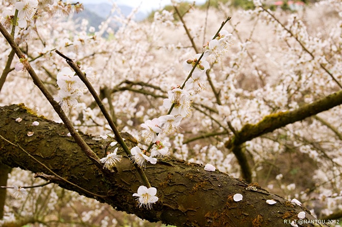 2012烏松崙去賞梅花-柳家梅園_117.jpg 2012烏松崙去賞梅花-柳家梅園_117.jpg