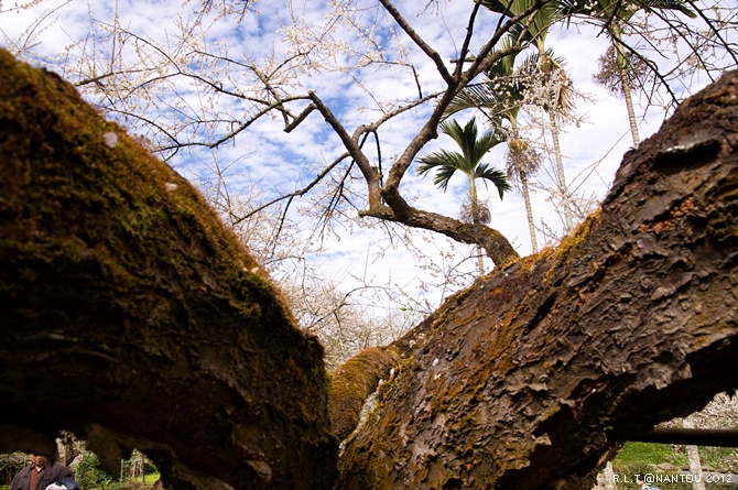 2012烏松崙去賞梅花-柳家梅園_148.jpg