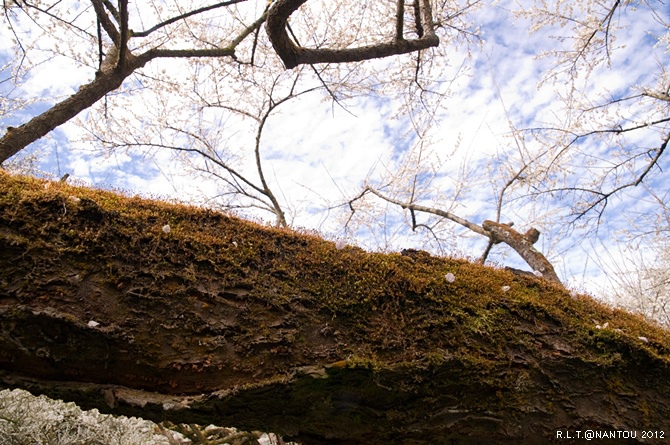 2012烏松崙去賞梅花-柳家梅園_149.jpg 2012烏松崙去賞梅花-柳家梅園_149.jpg