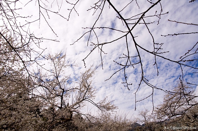 2012烏松崙去賞梅花-柳家梅園_151.jpg 2012烏松崙去賞梅花-柳家梅園_151.jpg