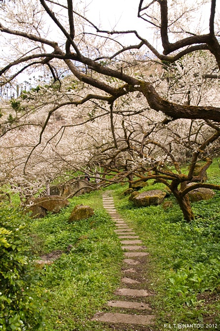 2012烏松崙去賞梅花-柳家梅園_153.jpg 2012烏松崙去賞梅花-柳家梅園_153.jpg