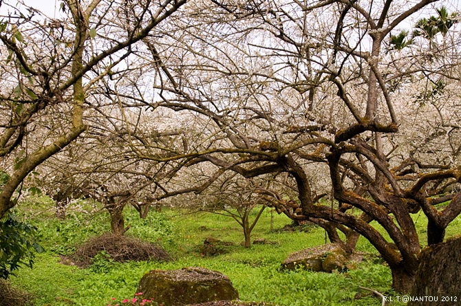 2012烏松崙去賞梅花-柳家梅園_155.jpg 2012烏松崙去賞梅花-柳家梅園_155.jpg