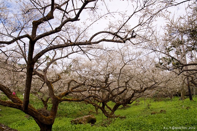 2012烏松崙去賞梅花-柳家梅園_156.jpg 2012烏松崙去賞梅花-柳家梅園_156.jpg