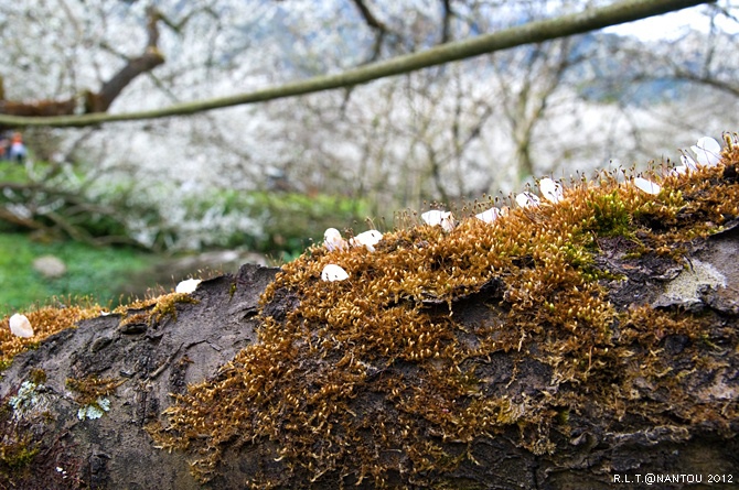 2012烏松崙去賞梅花-柳家梅園_157.jpg 2012烏松崙去賞梅花-柳家梅園_157.jpg