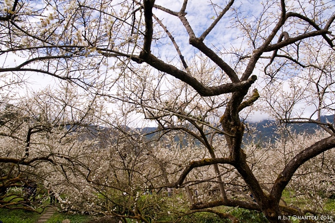 2012烏松崙去賞梅花-柳家梅園_159.jpg 2012烏松崙去賞梅花-柳家梅園_159.jpg