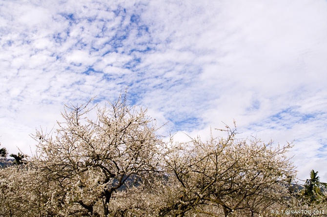 2012烏松崙去賞梅花-柳家梅園_164.jpg 2012烏松崙去賞梅花-柳家梅園_164.jpg