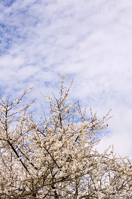 2012烏松崙去賞梅花-柳家梅園_166.jpg 2012烏松崙去賞梅花-柳家梅園_166.jpg