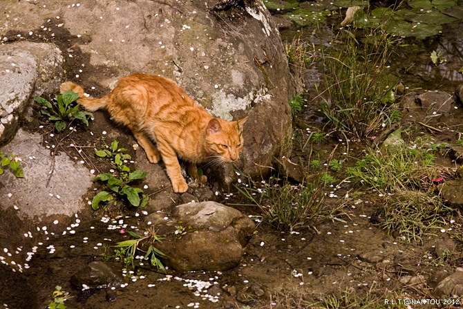 2012烏松崙去賞梅花-柳家梅園_167.jpg 2012烏松崙去賞梅花-柳家梅園_167.jpg