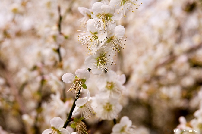 2012烏松崙去賞梅花-柳家梅園_168.jpg 2012烏松崙去賞梅花-柳家梅園_168.jpg