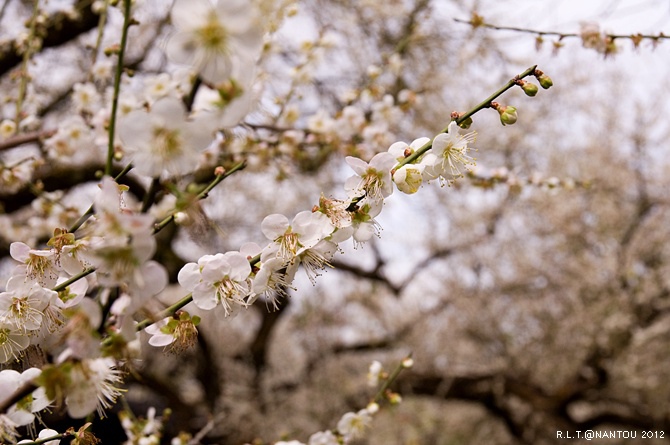 2012烏松崙去賞梅花-柳家梅園_169.jpg 2012烏松崙去賞梅花-柳家梅園_169.jpg