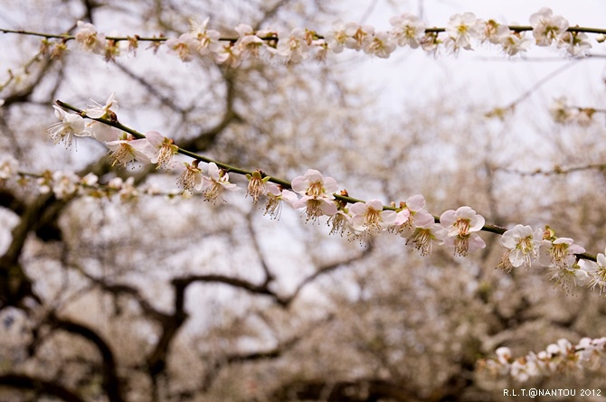 2012烏松崙去賞梅花-柳家梅園_170.jpg 2012烏松崙去賞梅花-柳家梅園_170.jpg