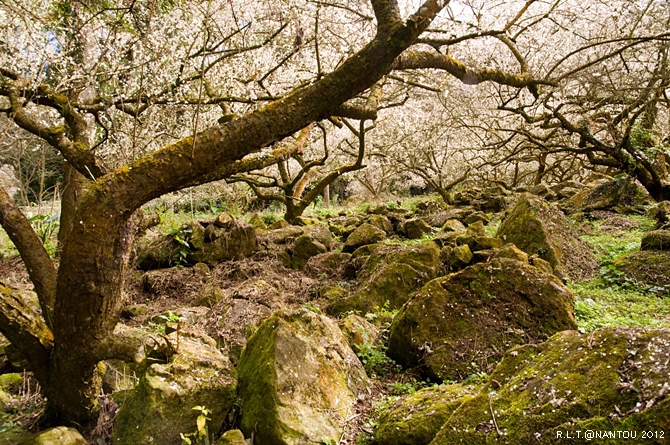 2012烏松崙去賞梅花-柳家梅園_177.jpg 2012烏松崙去賞梅花-柳家梅園_177.jpg