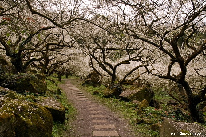2012烏松崙去賞梅花-柳家梅園_178.jpg 2012烏松崙去賞梅花-柳家梅園_178.jpg