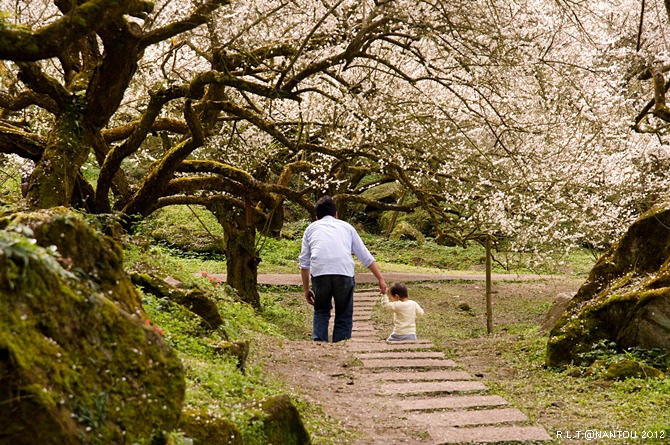 2012烏松崙去賞梅花-柳家梅園_192.jpg 2012烏松崙去賞梅花-柳家梅園_192.jpg