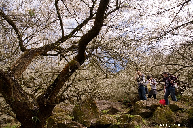 2012烏松崙去賞梅花-柳家梅園_193.jpg 2012烏松崙去賞梅花-柳家梅園_193.jpg