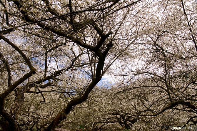 2012烏松崙去賞梅花-柳家梅園_196.jpg 2012烏松崙去賞梅花-柳家梅園_196.jpg