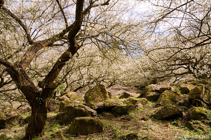 2012烏松崙去賞梅花-柳家梅園_206.jpg 2012烏松崙去賞梅花-柳家梅園_206.jpg