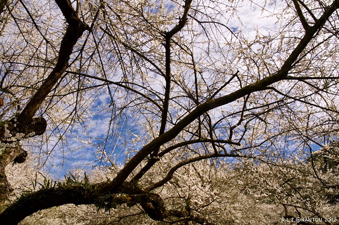 2012烏松崙去賞梅花-柳家梅園_209.jpg 2012烏松崙去賞梅花-柳家梅園_209.jpg