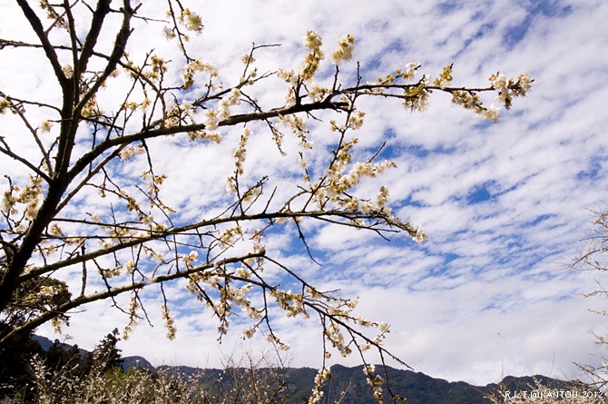 2012烏松崙去賞梅花-柳家梅園_213.jpg 2012烏松崙去賞梅花-柳家梅園_213.jpg