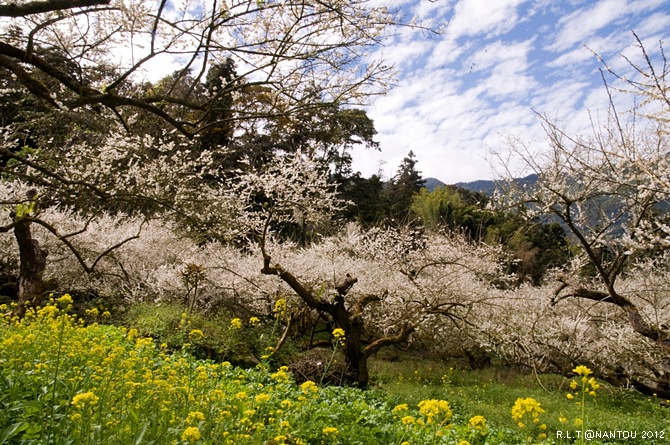 2012烏松崙去賞梅花-柳家梅園_218.jpg