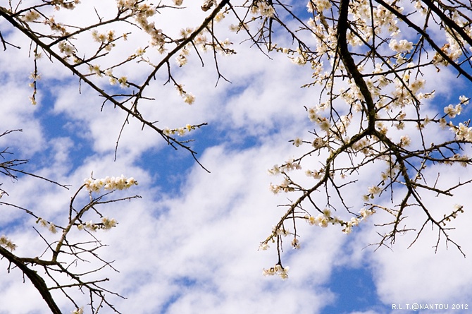 2012烏松崙去賞梅花-柳家梅園_231.jpg 2012烏松崙去賞梅花-柳家梅園_231.jpg