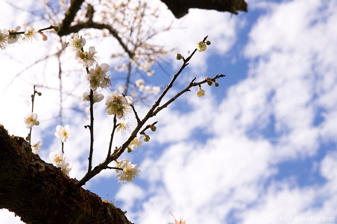 2012烏松崙去賞梅花-柳家梅園_232.jpg 2012烏松崙去賞梅花-柳家梅園_232.jpg
