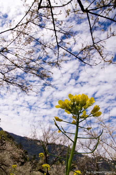 2012烏松崙去賞梅花-柳家梅園_242.jpg 2012烏松崙去賞梅花-柳家梅園_242.jpg