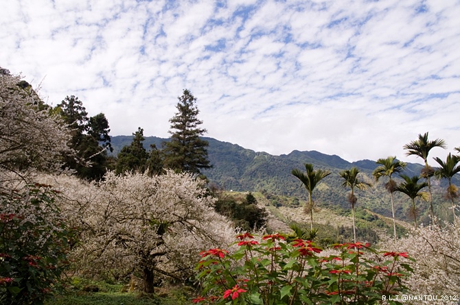 2012烏松崙去賞梅花-柳家梅園_245.jpg