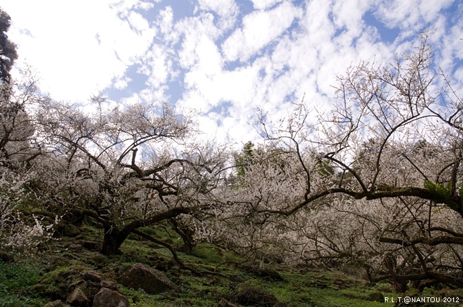 2012烏松崙去賞梅花-柳家梅園_246.jpg 2012烏松崙去賞梅花-柳家梅園_246.jpg