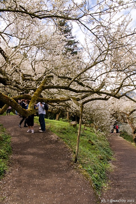 2012烏松崙去賞梅花-柳家梅園_247.jpg 2012烏松崙去賞梅花-柳家梅園_247.jpg