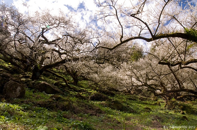 2012烏松崙去賞梅花-柳家梅園_251.jpg 2012烏松崙去賞梅花-柳家梅園_251.jpg