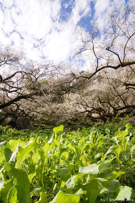 2012烏松崙去賞梅花-柳家梅園_252.jpg 2012烏松崙去賞梅花-柳家梅園_252.jpg