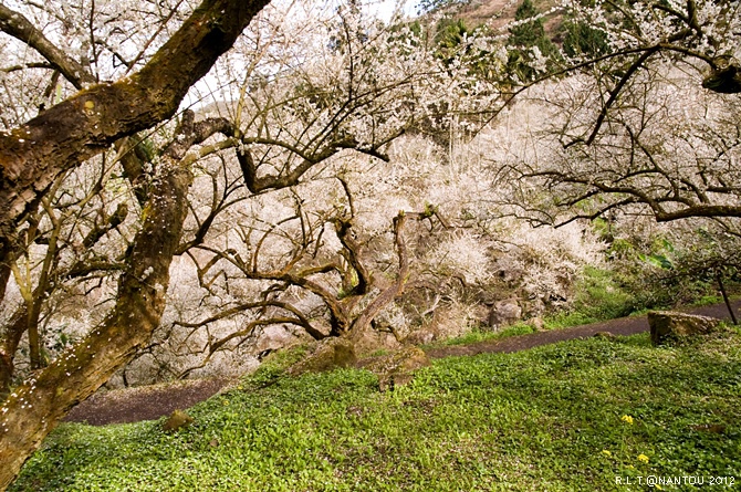 2012烏松崙去賞梅花-柳家梅園_253.jpg 2012烏松崙去賞梅花-柳家梅園_253.jpg