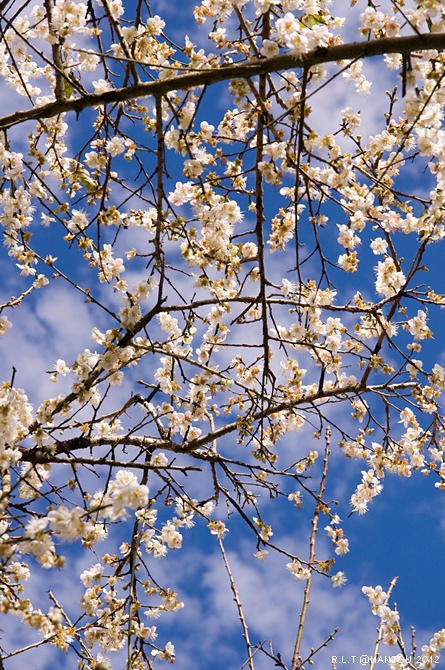 2012烏松崙去賞梅花-柳家梅園_254.jpg 2012烏松崙去賞梅花-柳家梅園_254.jpg