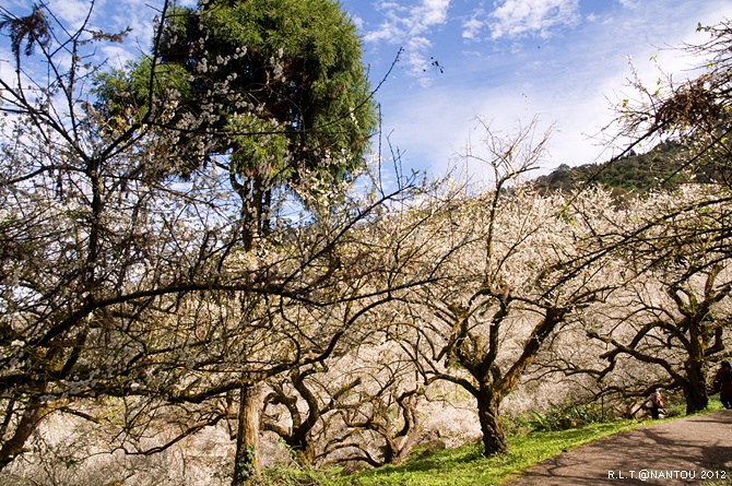 2012烏松崙去賞梅花-柳家梅園_255.jpg 2012烏松崙去賞梅花-柳家梅園_255.jpg