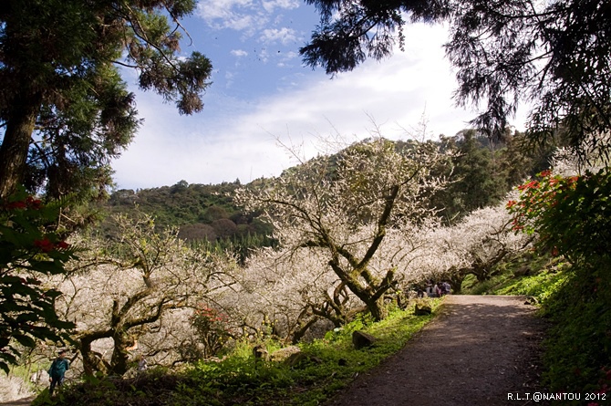 2012烏松崙去賞梅花-柳家梅園_259.jpg 2012烏松崙去賞梅花-柳家梅園_259.jpg