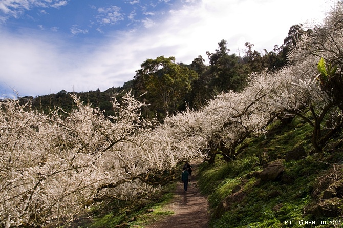 2012烏松崙去賞梅花-柳家梅園_261.jpg 2012烏松崙去賞梅花-柳家梅園_261.jpg