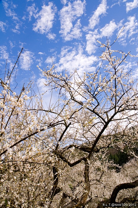 2012烏松崙去賞梅花-柳家梅園_263.jpg 2012烏松崙去賞梅花-柳家梅園_263.jpg