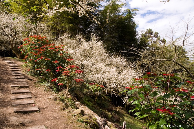 2012烏松崙去賞梅花-柳家梅園_266.jpg 2012烏松崙去賞梅花-柳家梅園_266.jpg