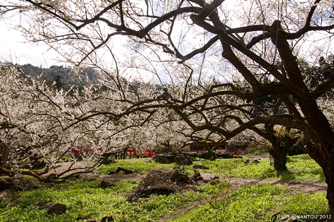 2012烏松崙去賞梅花-柳家梅園_267.jpg 2012烏松崙去賞梅花-柳家梅園_267.jpg