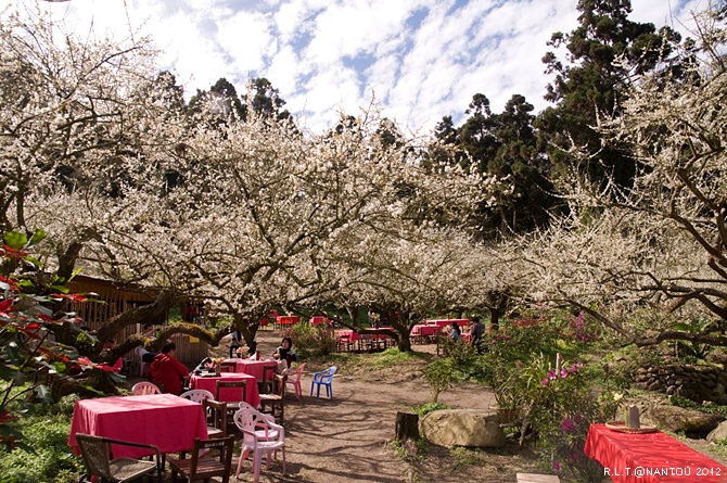 2012烏松崙去賞梅花-柳家梅園_268.jpg 2012烏松崙去賞梅花-柳家梅園_268.jpg