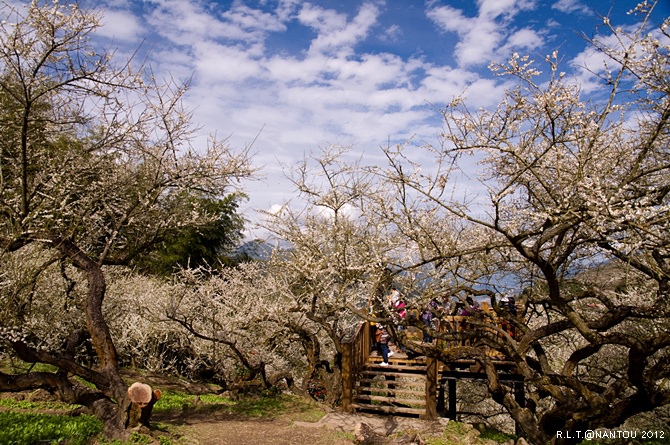 2012烏松崙去賞梅花-柳家梅園_269.jpg 2012烏松崙去賞梅花-柳家梅園_269.jpg