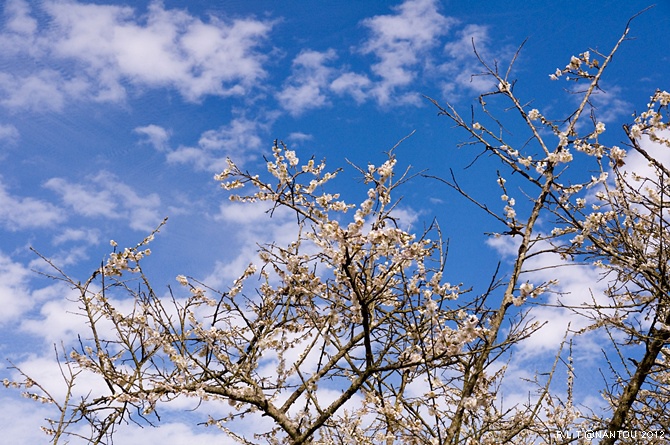 2012烏松崙去賞梅花-柳家梅園_270.jpg 2012烏松崙去賞梅花-柳家梅園_270.jpg