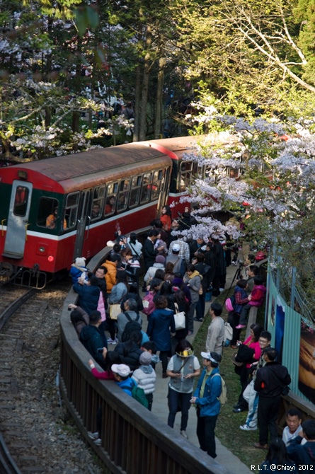 2012嘉義阿里山森林遊樂園‧櫻花季+吉野櫻花盛開+日出+小火車 (34)