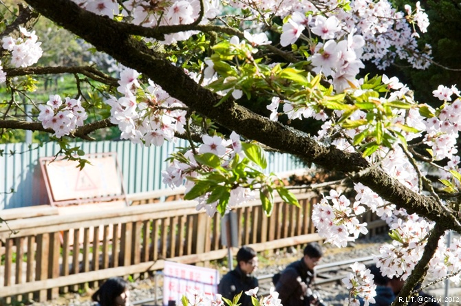 2012嘉義阿里山森林遊樂園‧櫻花季+吉野櫻花盛開+日出+小火車 (39)