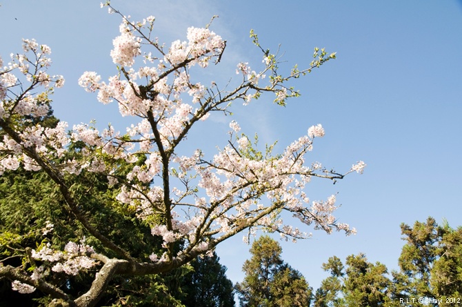 2012嘉義阿里山森林遊樂園‧櫻花季+吉野櫻花盛開+日出+小火車 (68)