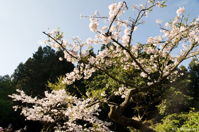 2012嘉義阿里山森林遊樂園‧櫻花季+吉野櫻花盛開+日出+小火車 (70)